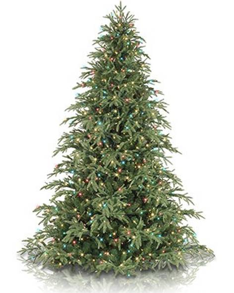 Brewer Spruce Tree- child-1